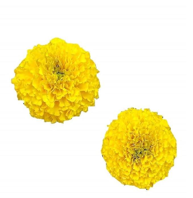 Fresh Marigold Flower - Variant yellow