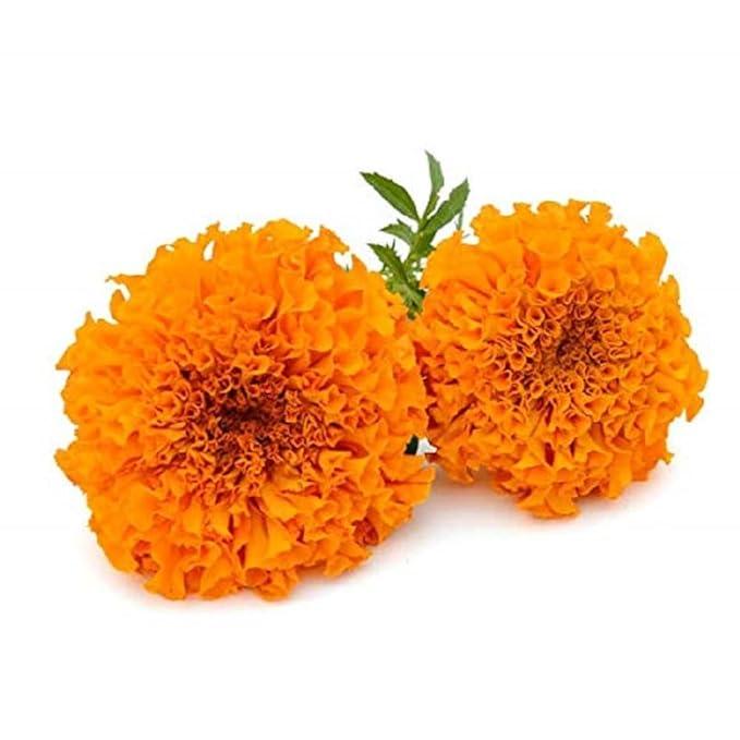 Fresh Marigold Flower - Variant orange