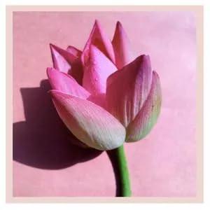 Fresh Lotus - Variant Pink